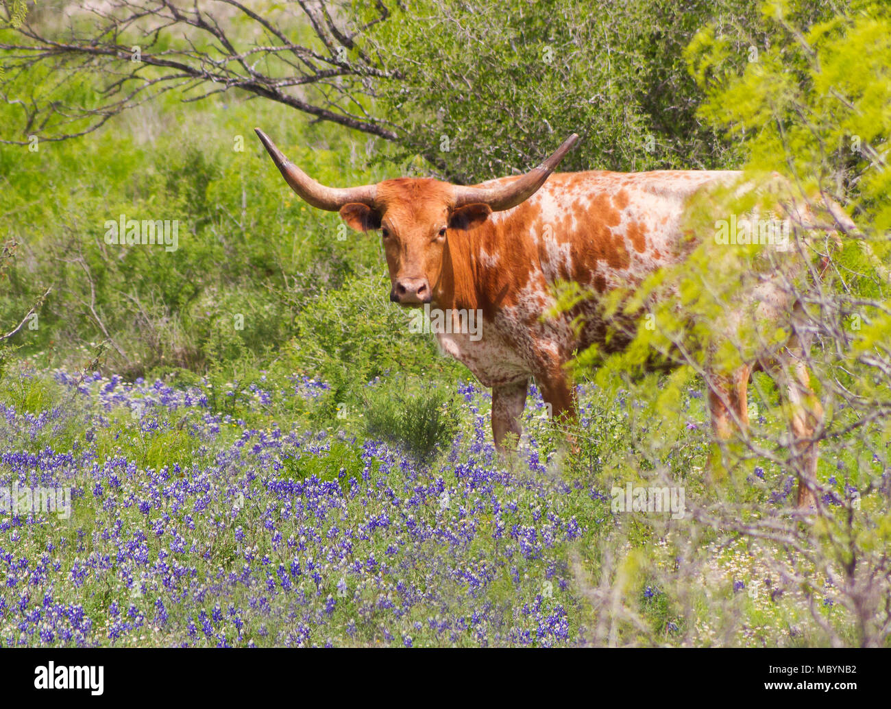 Due icone del Texas - Texas Longhorn (Bos taurus) in piedi in Texas Bluebonnets (Lupinus texensis). Foto Stock
