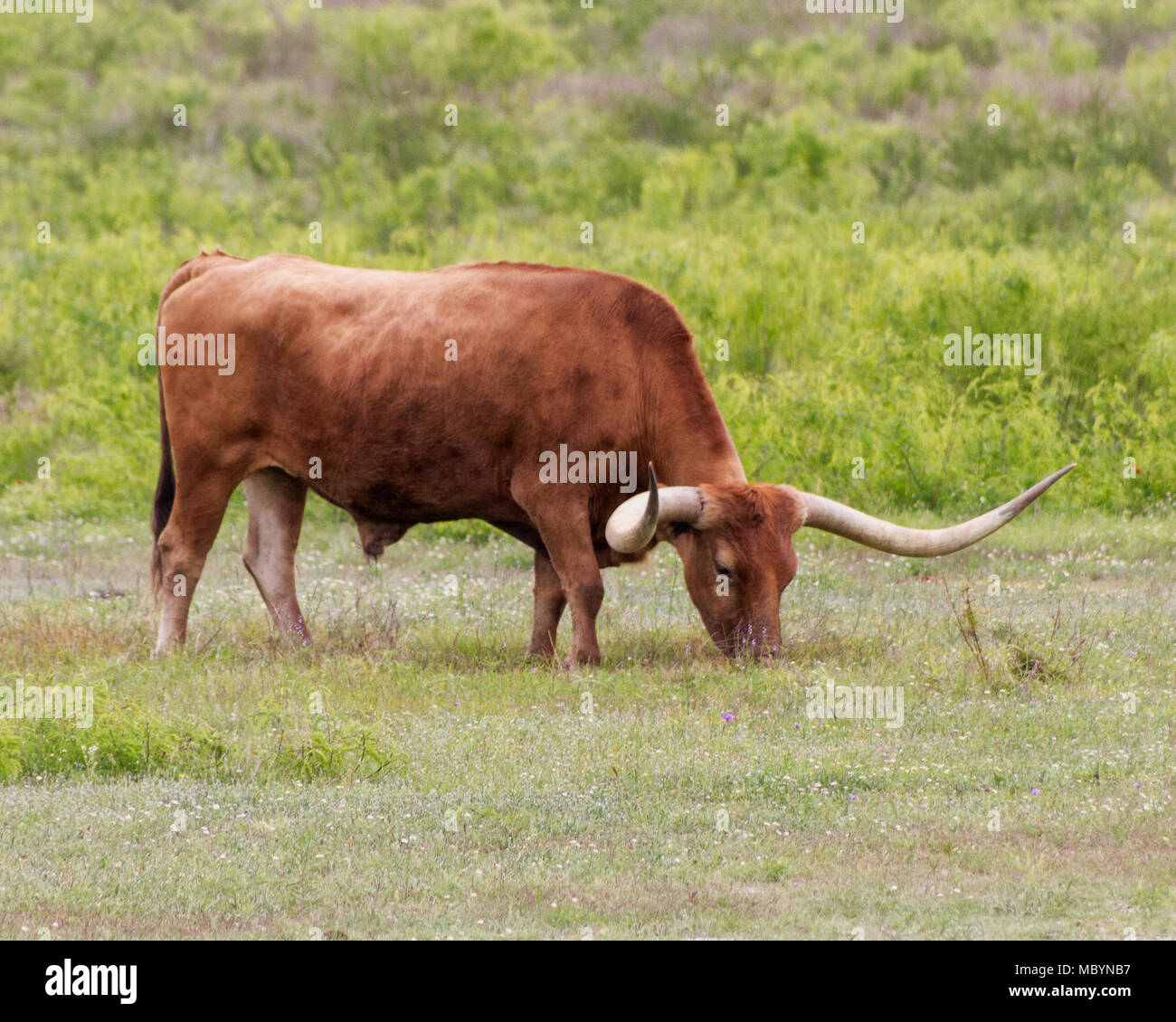 Iconico Texas Longhorn Bovini (Bos taurus) su un ranch nel sud del Texas centrale. Foto Stock
