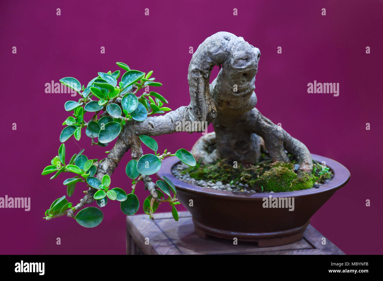 Albero di Bonsai Ficus retusa ombrello silvassa il territorio dell' Unione Shivajinagar di Pune, Maharashtra, India Foto Stock