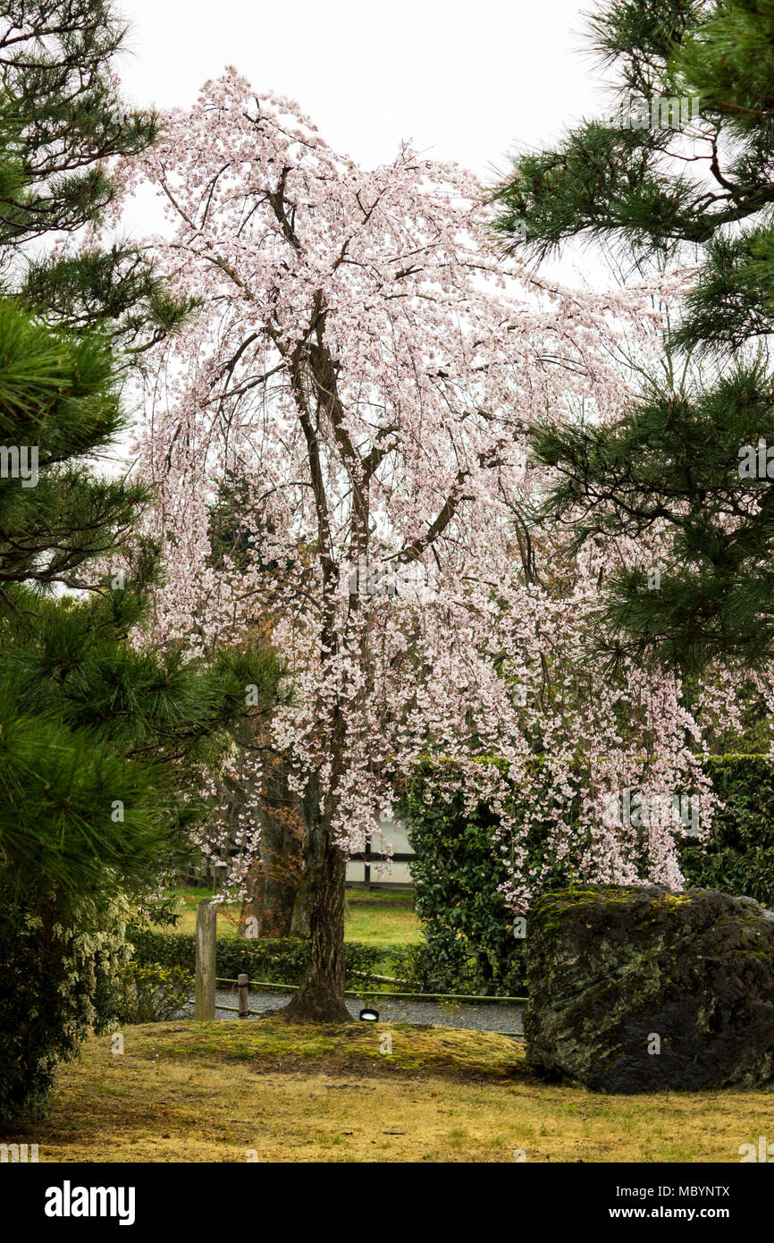 White sakura Cherry Blossoms Hanami alla stagione primaverile in Nijo-jo il Castello, Kyoto, Giappone Foto Stock