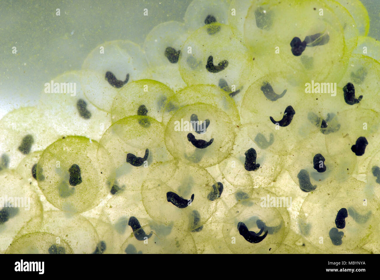 Comune europeo, di rana temporaria Rana, frogspawn con sviluppo di girini conformata come una "virgola", Aprile Foto Stock