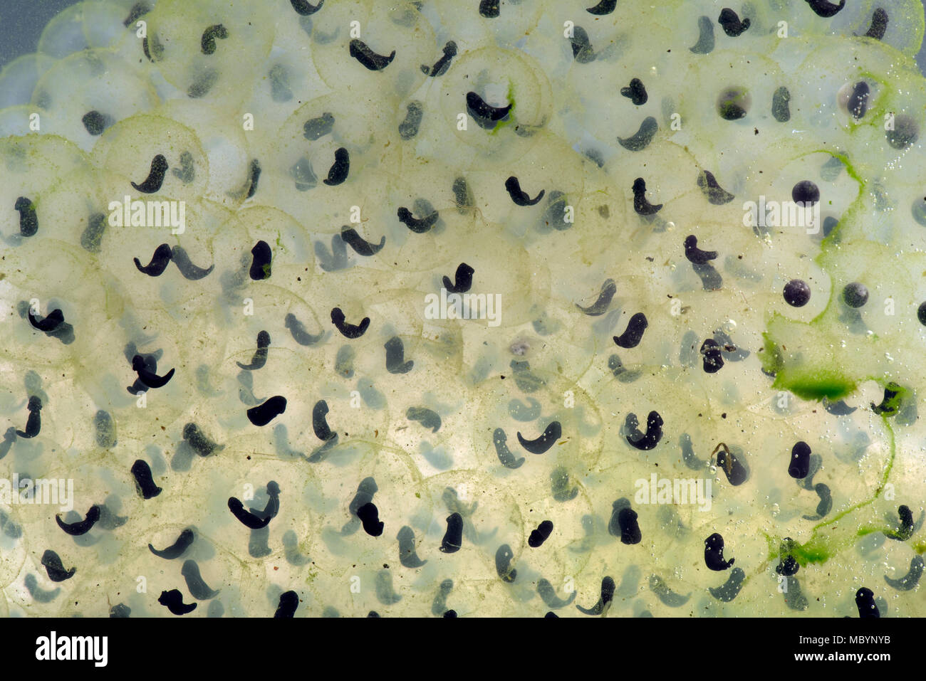 Comune europeo, di rana temporaria Rana, frogspawn con sviluppo di girini conformata come una "virgola", Aprile Foto Stock