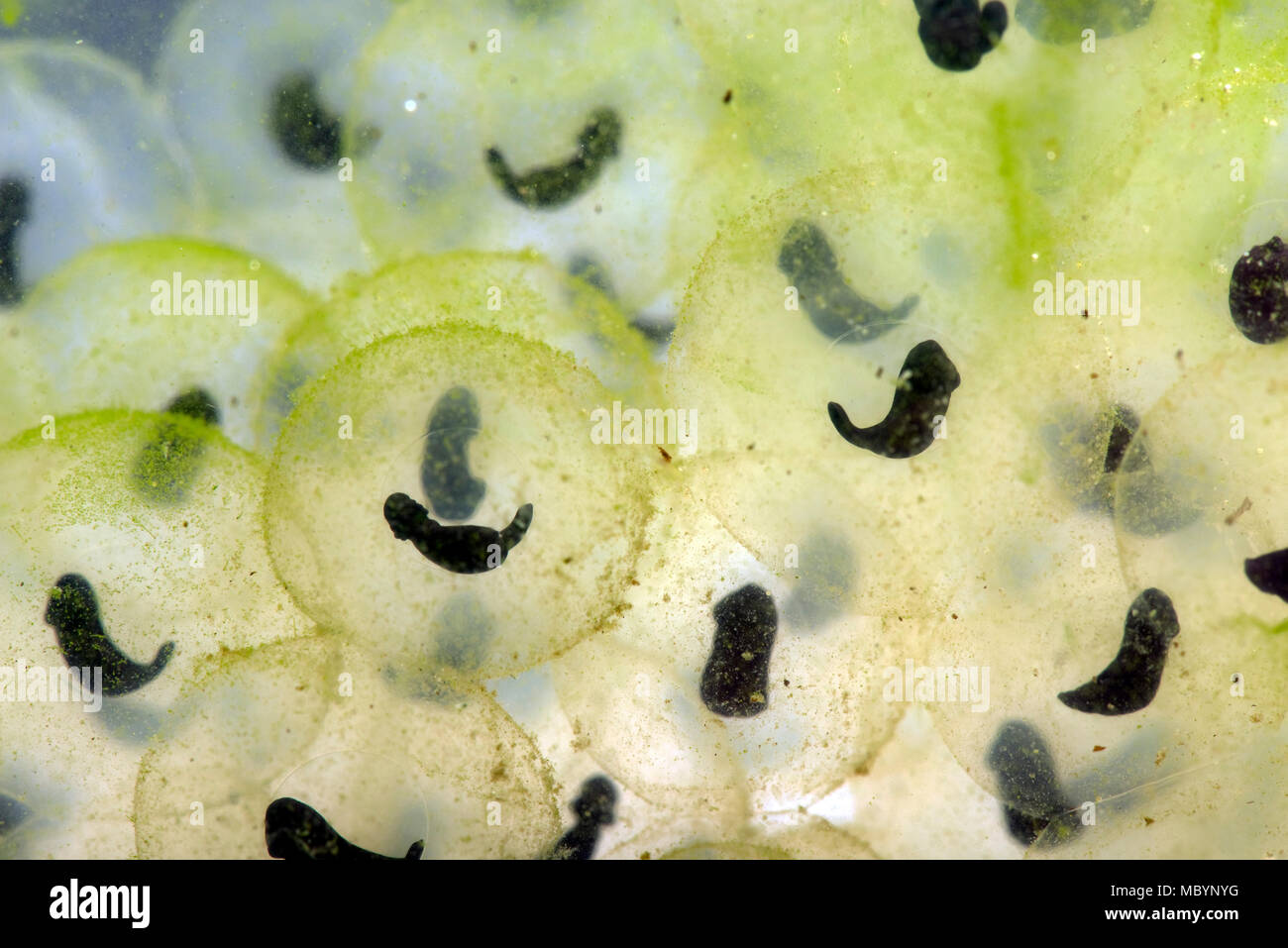 Comune europeo, di rana temporaria Rana, frogspawn con sviluppo di girini conformata come una "virgola", Aprile Foto Stock