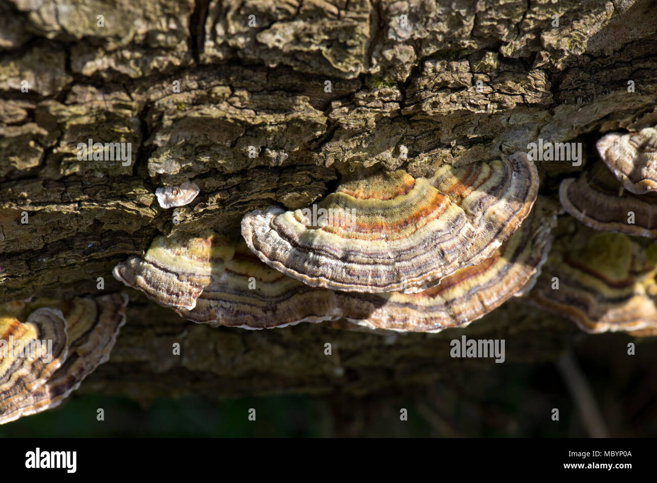Anelli concentrici di colore sui coperchi della Turchia di coda, Trametes versicolor, fungo su morti in legno di quercia, Berkshire, Aprile Foto Stock