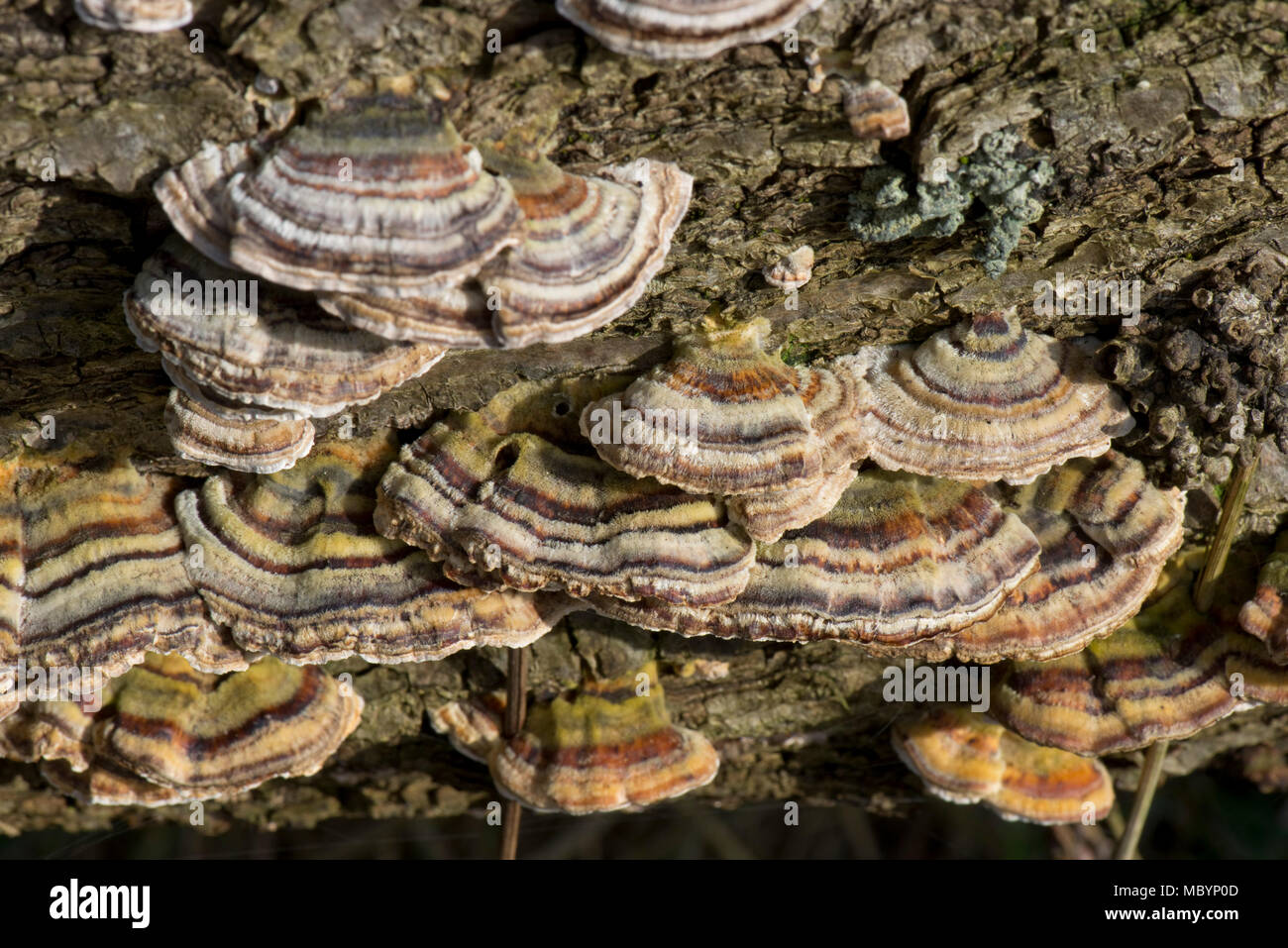 Anelli concentrici di colore sui coperchi della Turchia di coda, Trametes versicolor, fungo su morti in legno di quercia, Berkshire, Aprile Foto Stock