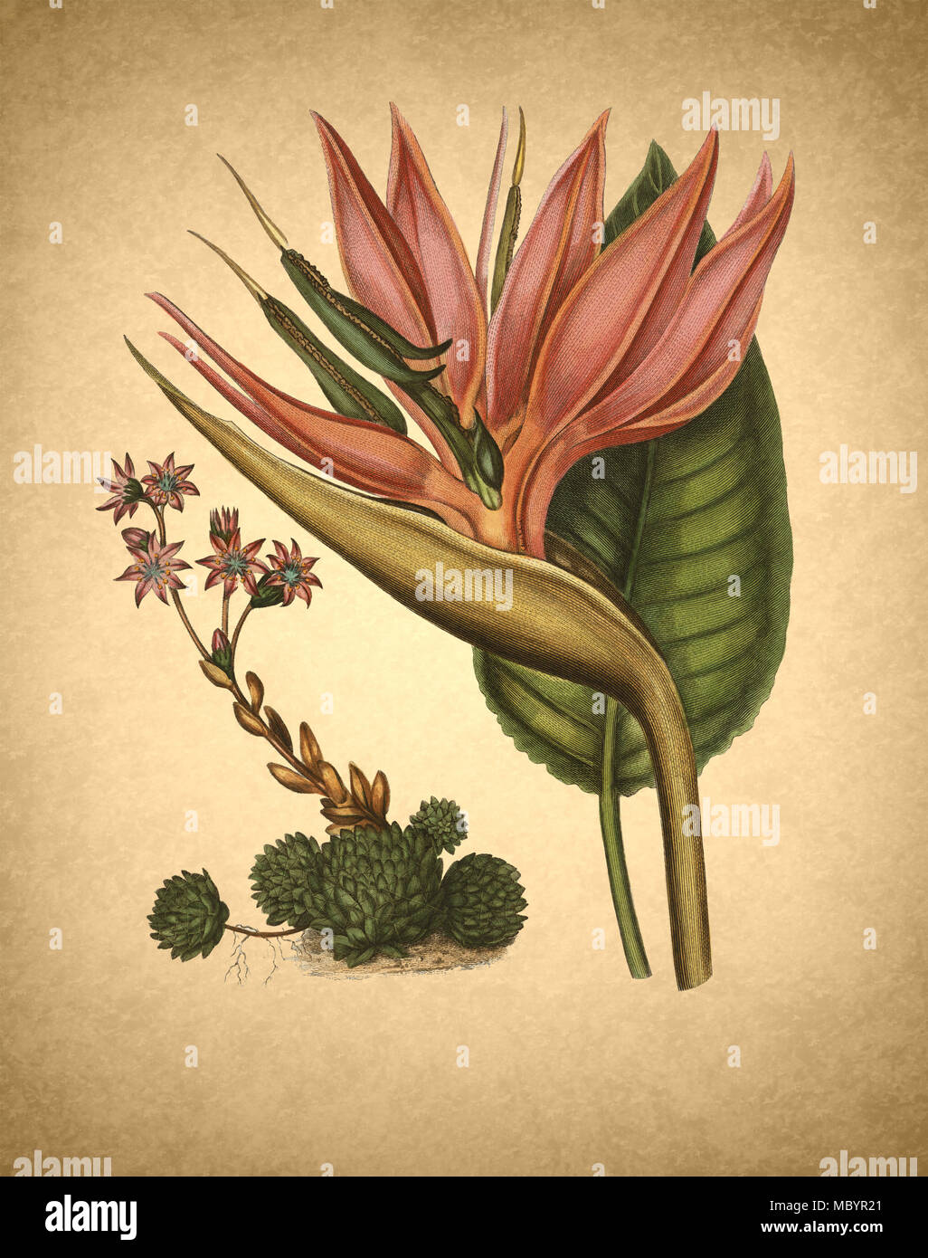 Ragnatela Semprevivo antiche illustrazioni floreali Foto Stock