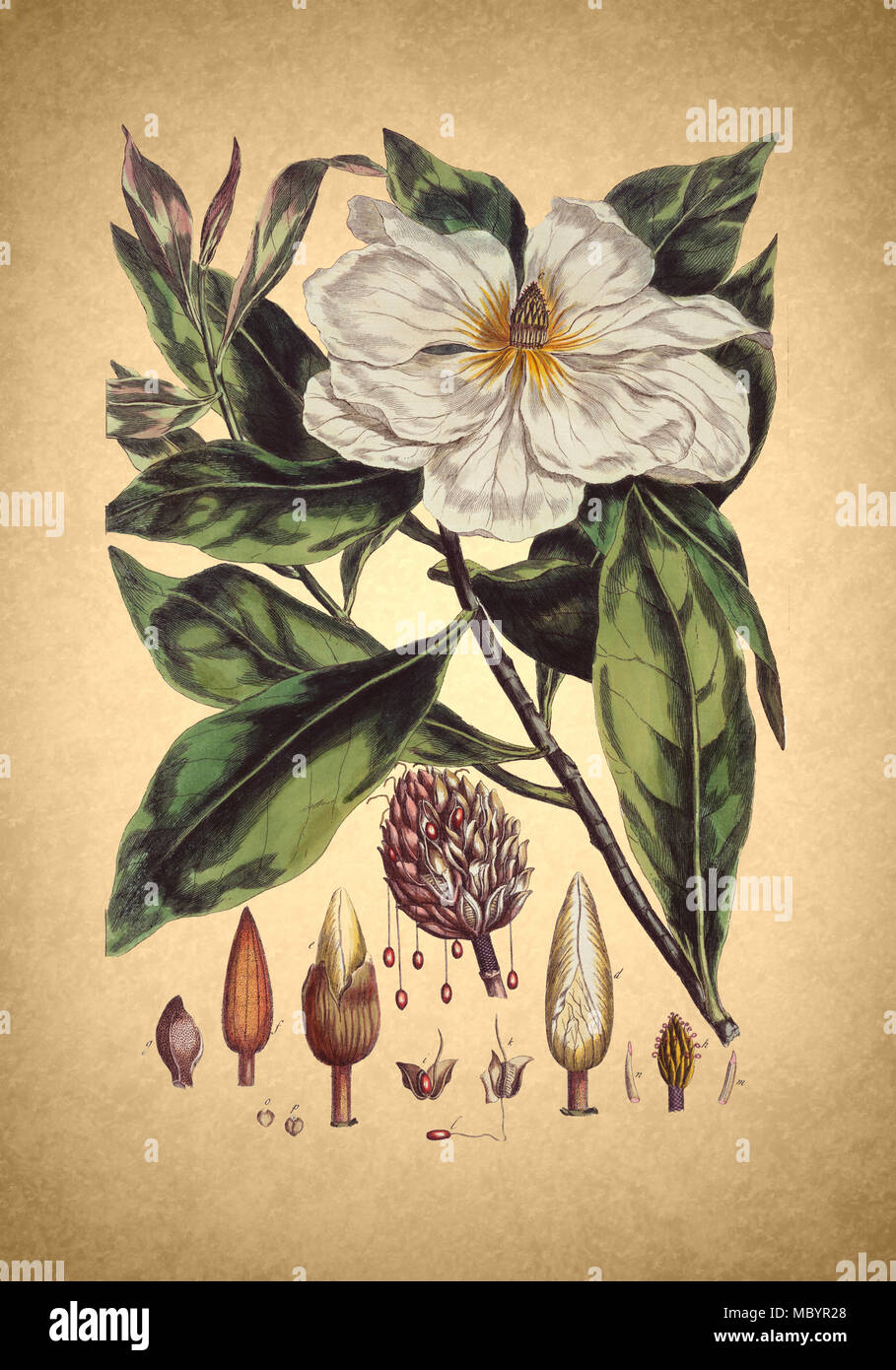 Magnolia antiche illustrazioni floreali Foto Stock