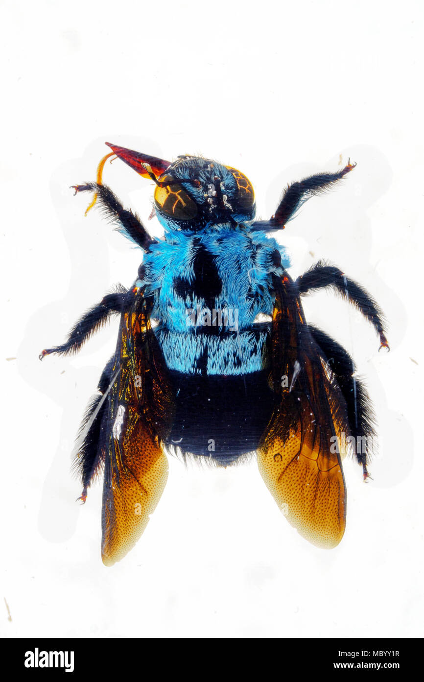 Carpenter Bee - India (46) Foto Stock