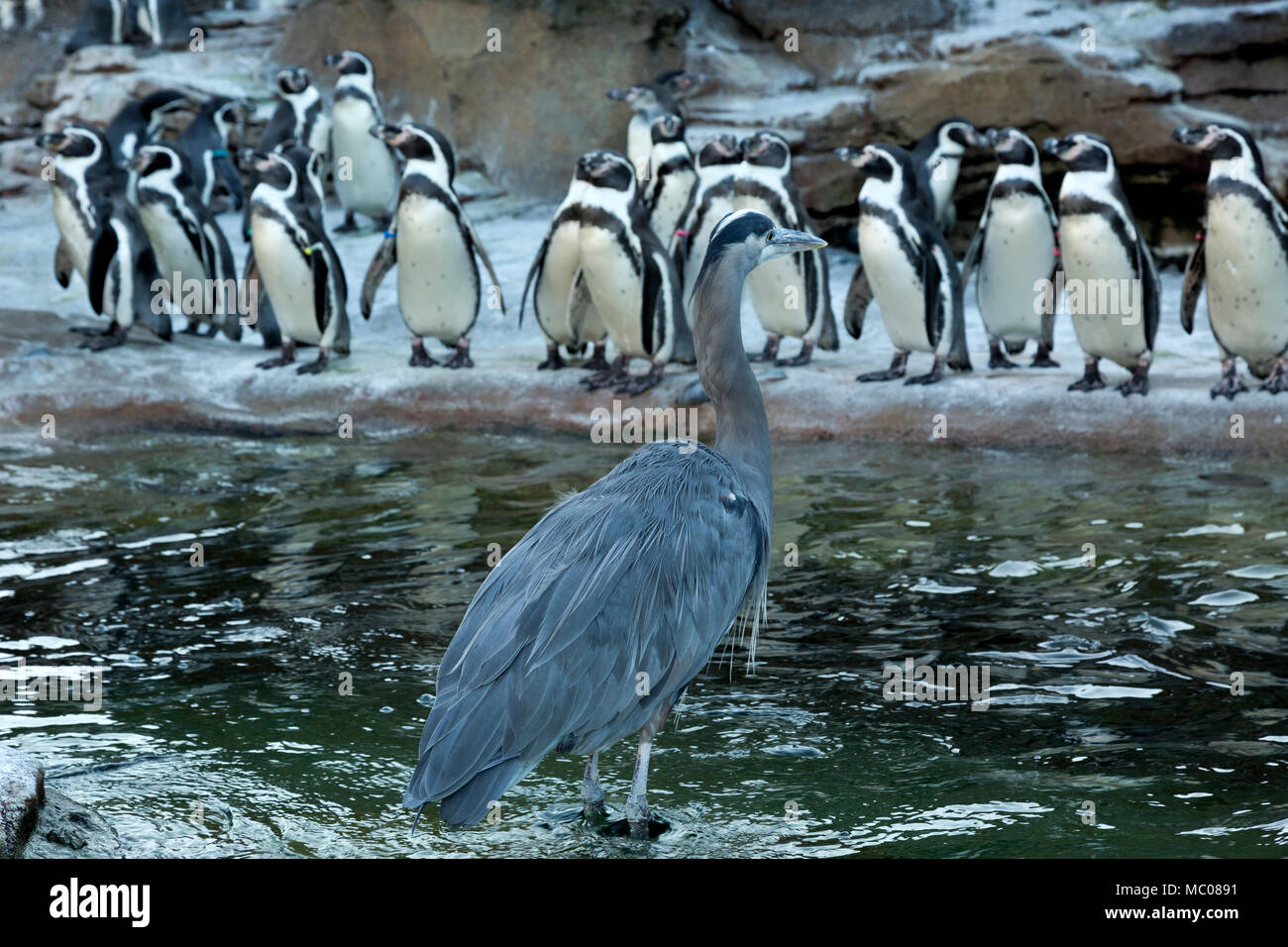 WA15120-00...WASHINGTON - una wild airone blu in attesa per il tempo di alimentazione con i pinguini Humboldt a Seattle lo Zoo del Woodland Park Foto Stock