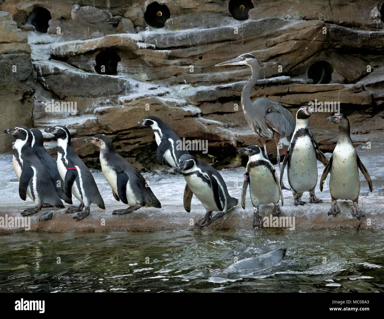 WA15121-00...WASHINGTON - una wild airone blu in attesa per il tempo di alimentazione con il Humbodlt penquins a Seattle lo Zoo del Woodland Park Foto Stock