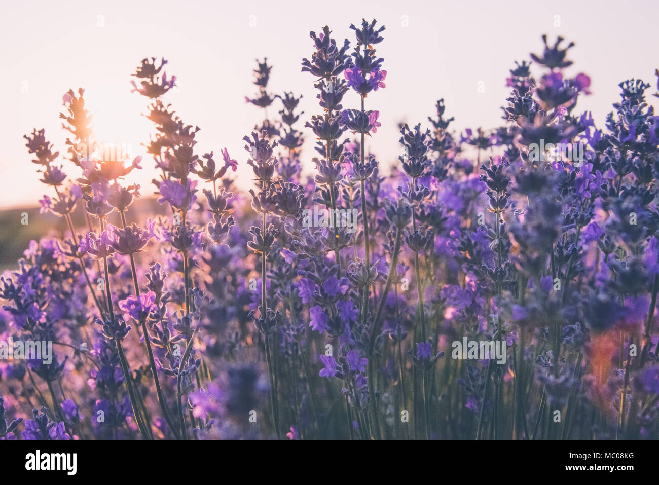 Soft focus di fiori di lavanda sotto la luce di sunrise Foto Stock