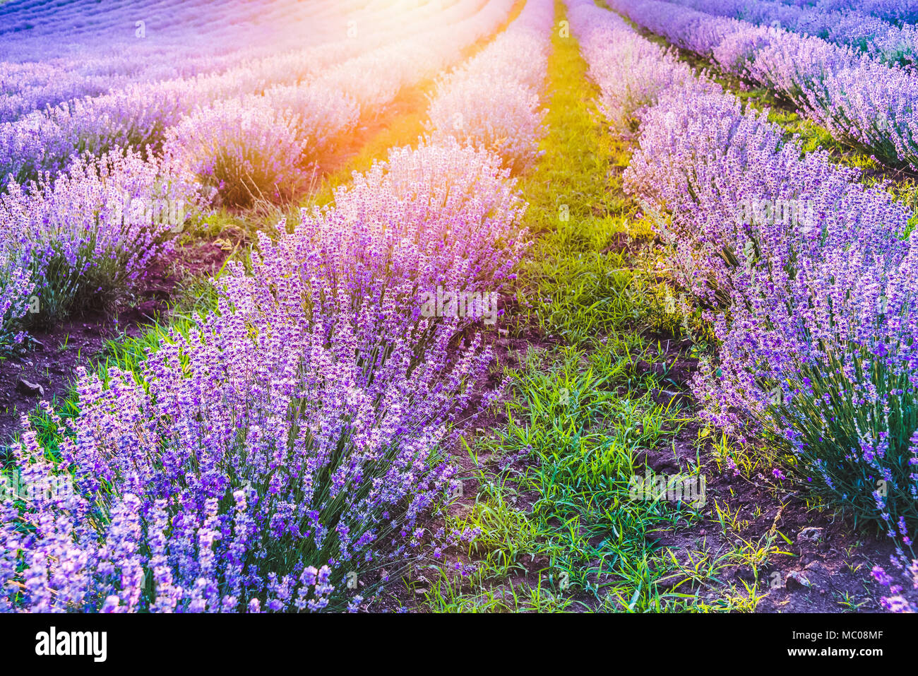 Blooming campo di lavanda sotto la luce soffusa del tramonto estivo Foto Stock