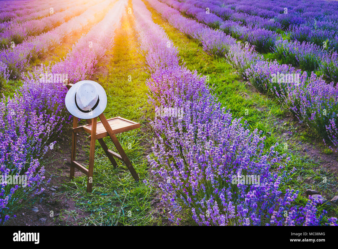 Una sedia con appesa hat tra la fioritura e le righe di lavanda in estate i raggi del tramonto. Sogno e relax concetto. Foto Stock
