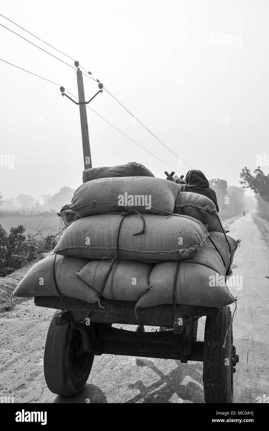 Immagine in bianco e nero dell'uomo vecchio guida carrello con sacchi di riso impilati, su una strada polverosa - Rajasthan, India Foto Stock