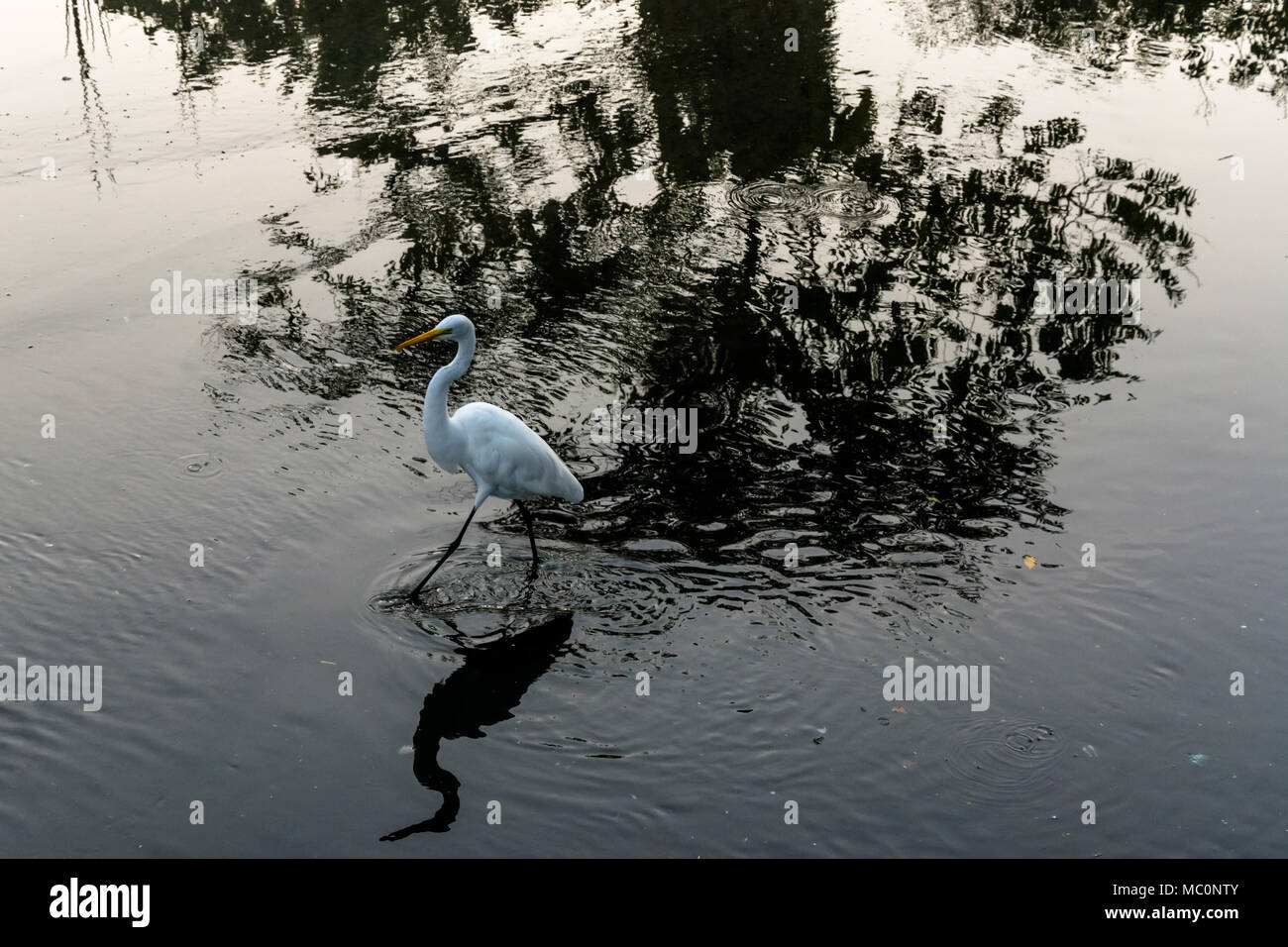 Grande Uccello bianco (airone) sulle rive di un fiume pieno di riflessi e ombre in Ubatuba, Brasile. Foto Stock