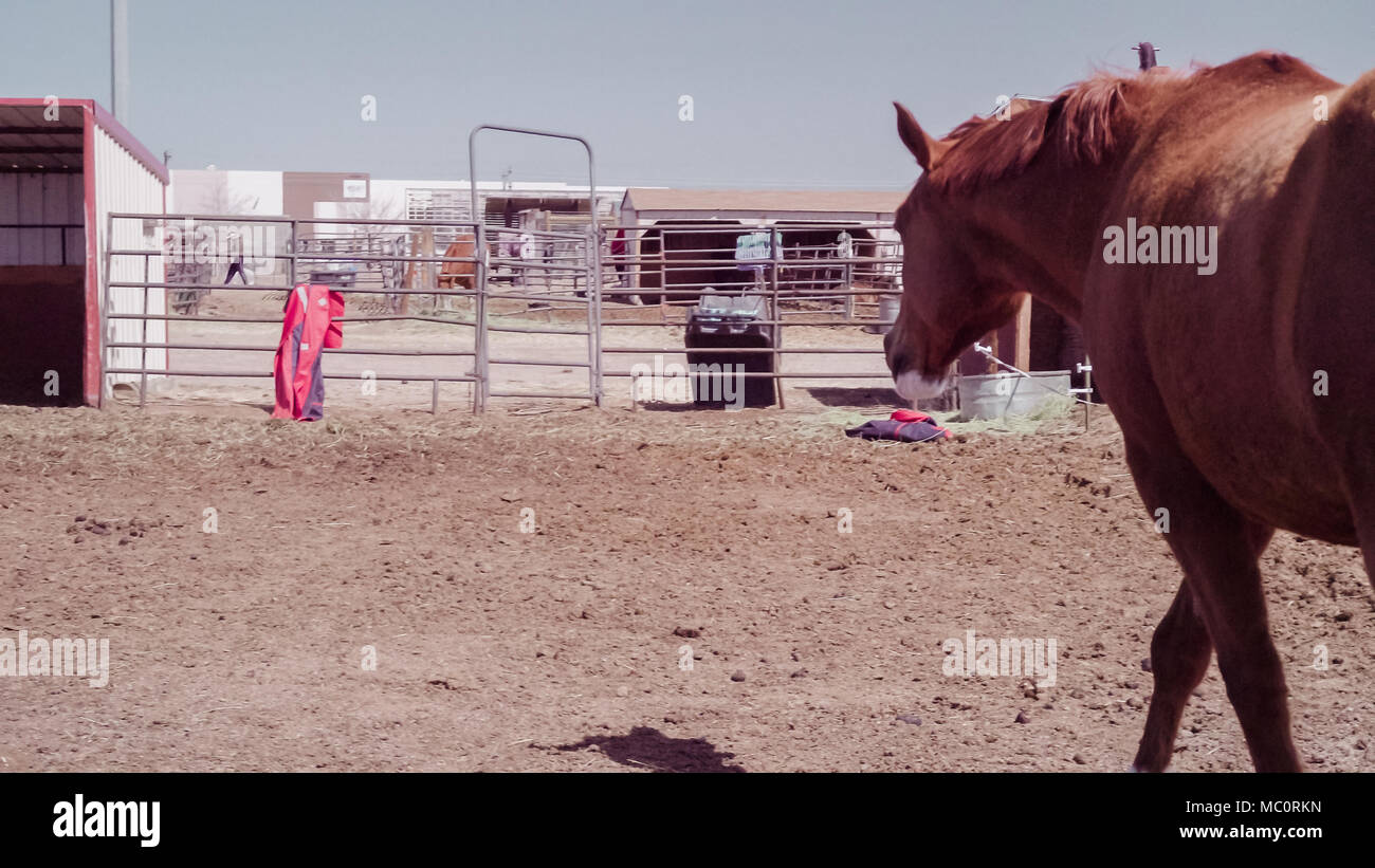 Cavalli sulla fattoria urbana inizio primavera. Foto Stock