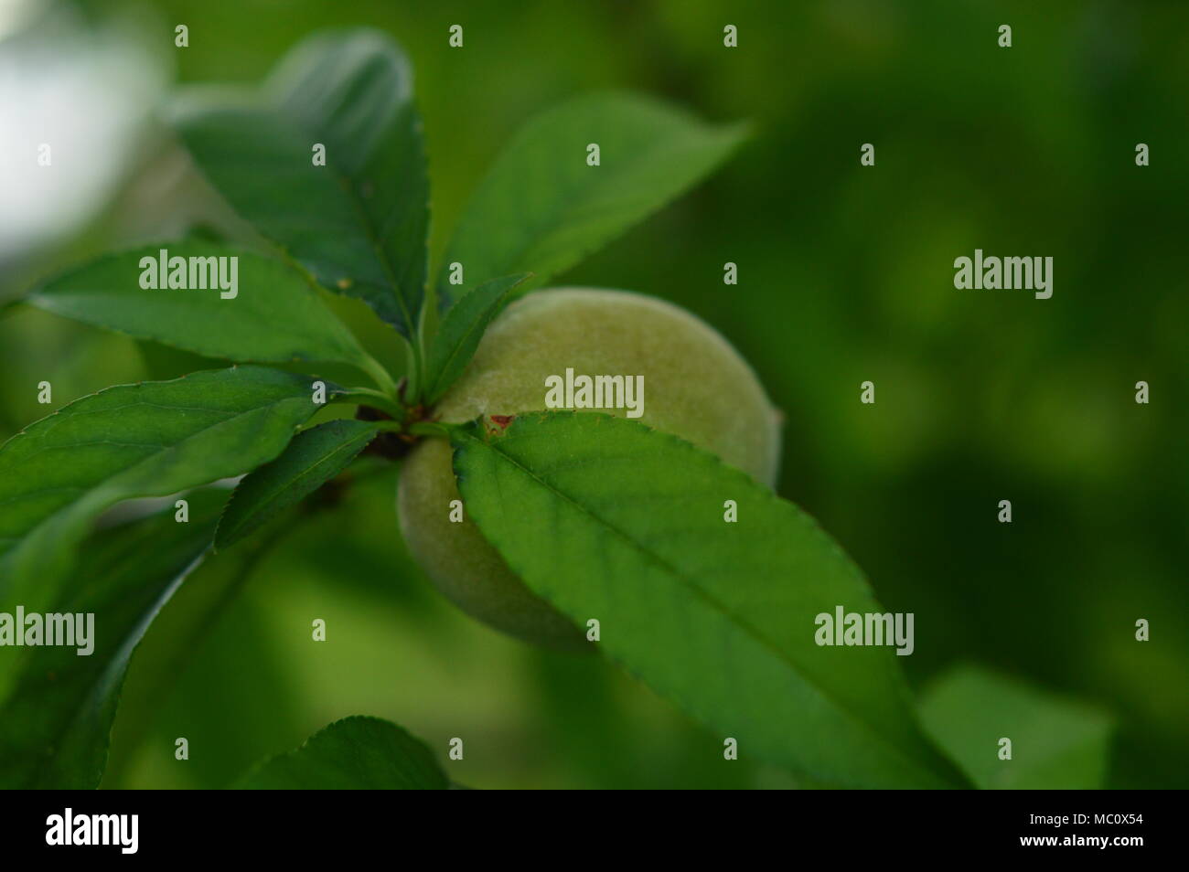 Green le pesche su albero Foto Stock