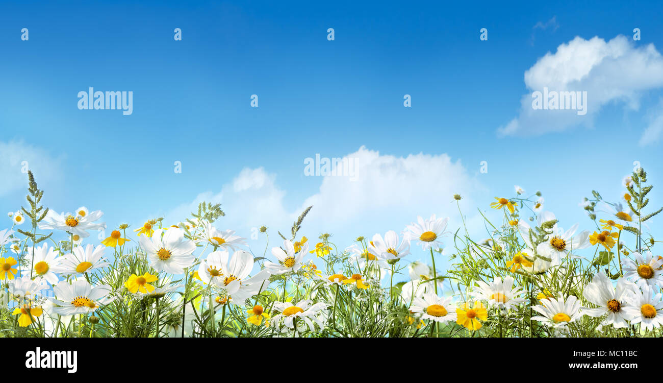 Campo dei Fiori a margherita e di erba contro sky Foto Stock