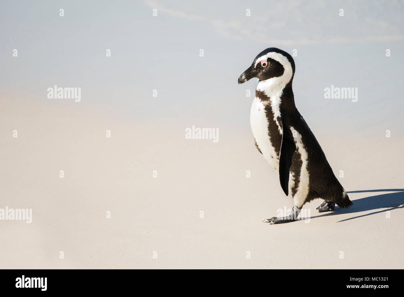 Pinguino africano (Jackass Penguin) passeggiate attraverso la sabbia a Boulders Beach National Park, Simonstown, Sud Africa Foto Stock