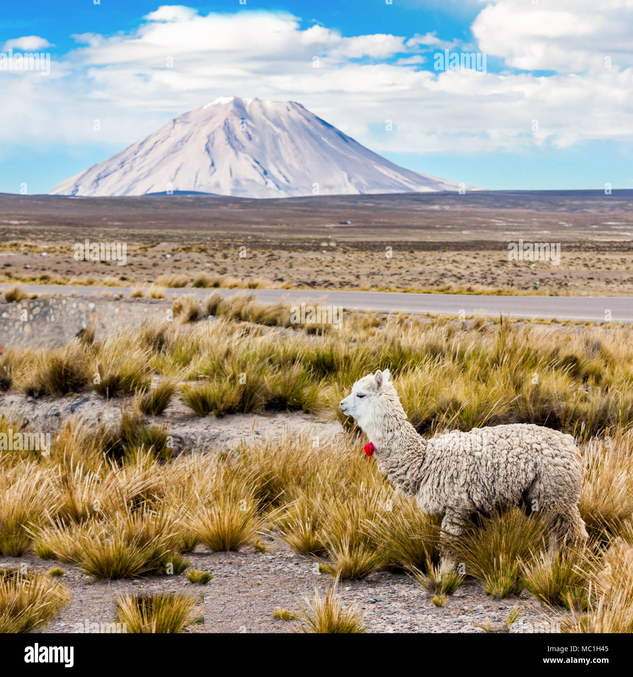 Poco carino llama con il vulcano sullo sfondo Foto Stock