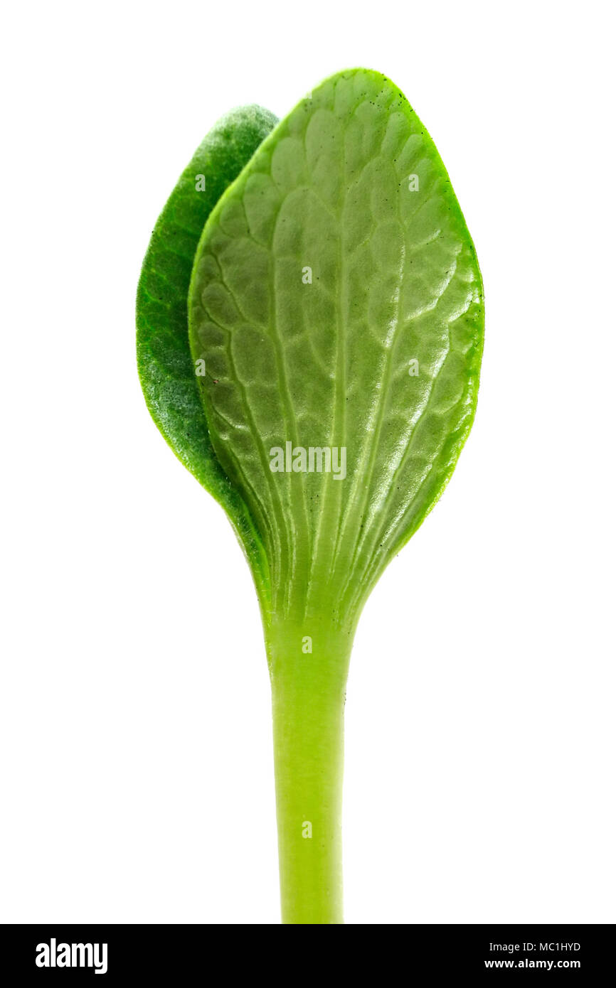 Germoglio verde isolato su uno sfondo bianco Foto Stock