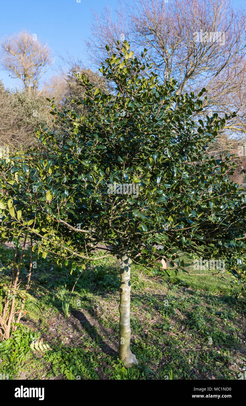 Piccoli comuni Holly Tree (Ilex aquifolium, Europeo Holly) in inverno in un parco nel Regno Unito. Foto Stock