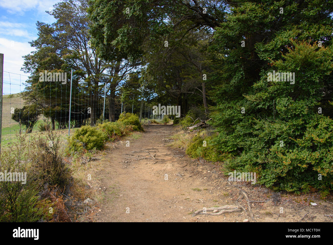 Trekking a picco istmo via vicino a Wanaka, Otago, Nuova Zelanda Foto Stock