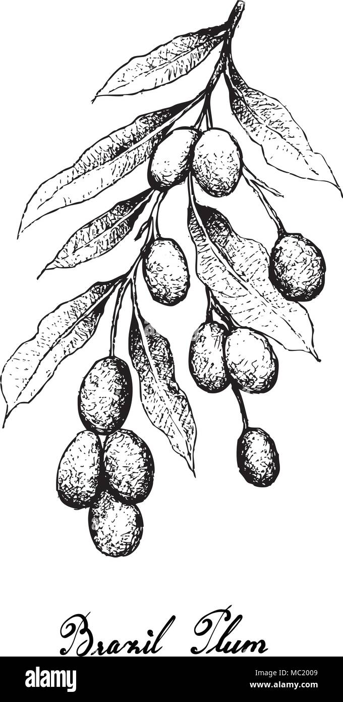 Frutta fresca, illustrazione di mano il bozzetto freschi Brasile prugna, imbu, Umbu e Spondias Tuberosa frutti isolati su sfondo bianco. Illustrazione Vettoriale