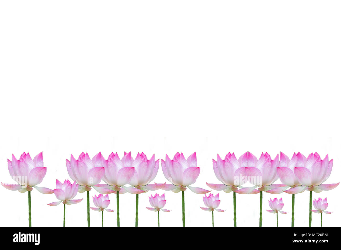 Rosa fiore di loto isolato su bianco backgroud. Foto Stock