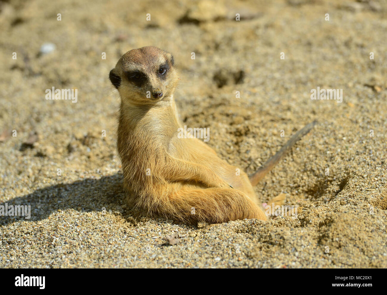 Suricata sulla sabbia Foto Stock