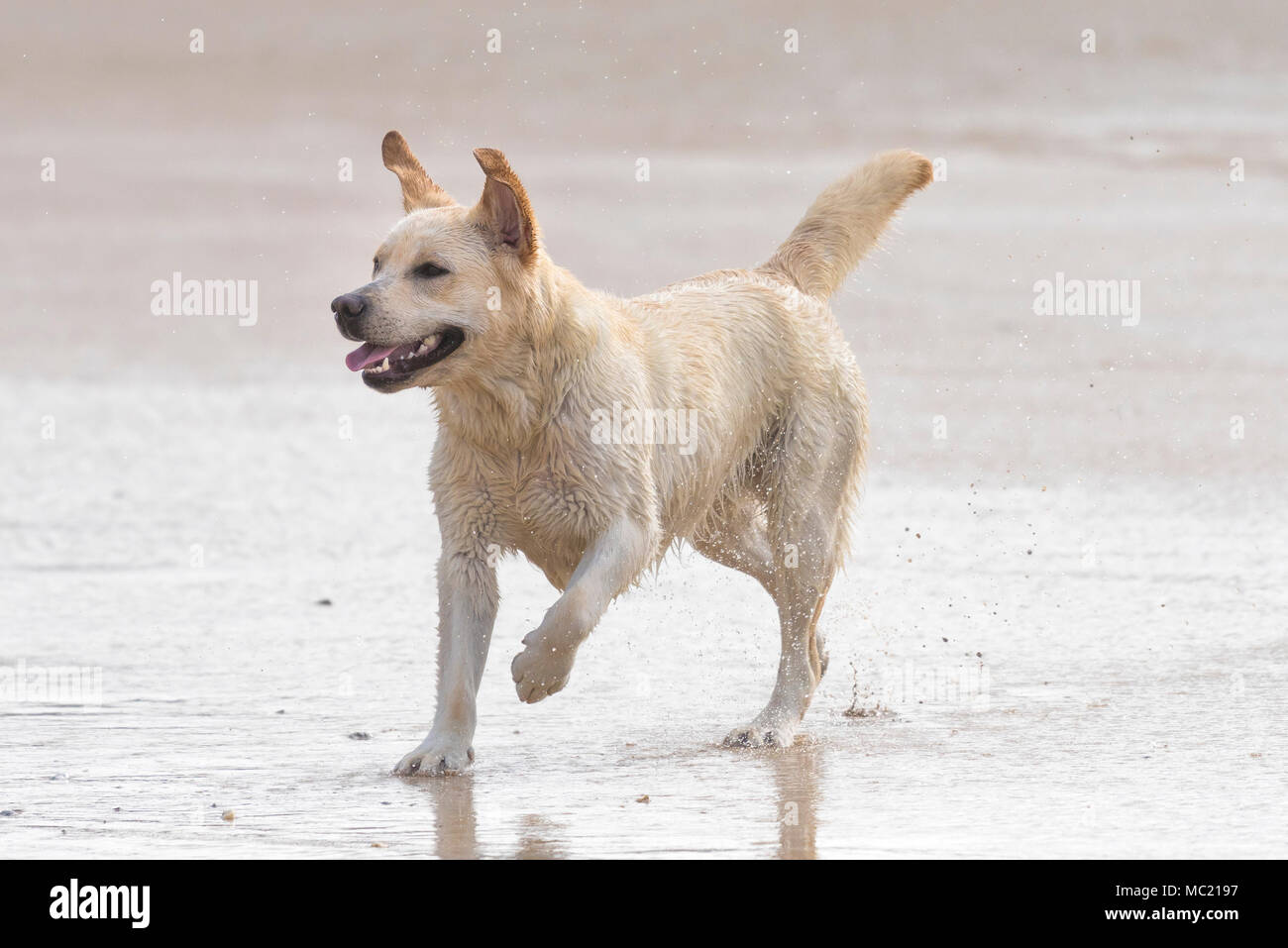 Un giovane Golden Labrador giocando su una spiaggia. Foto Stock