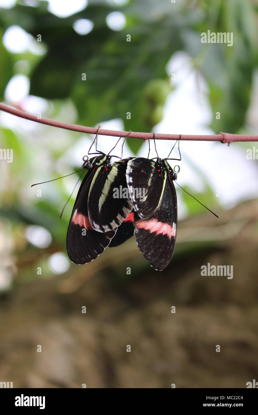 Farfalle nero coniugata Foto Stock