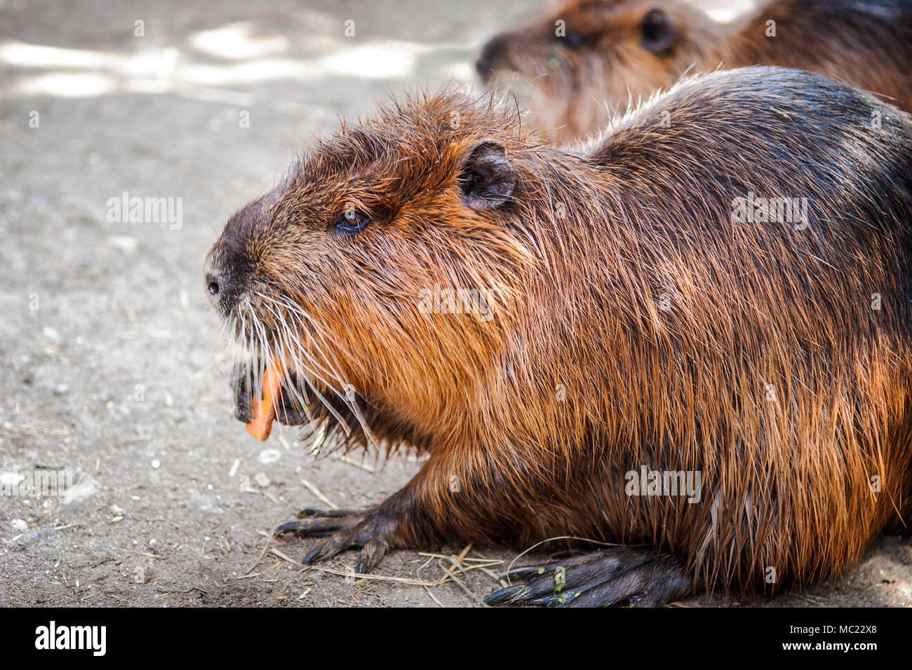 Myocastor coypus/nuria durante mangiando la carota. Foto Stock