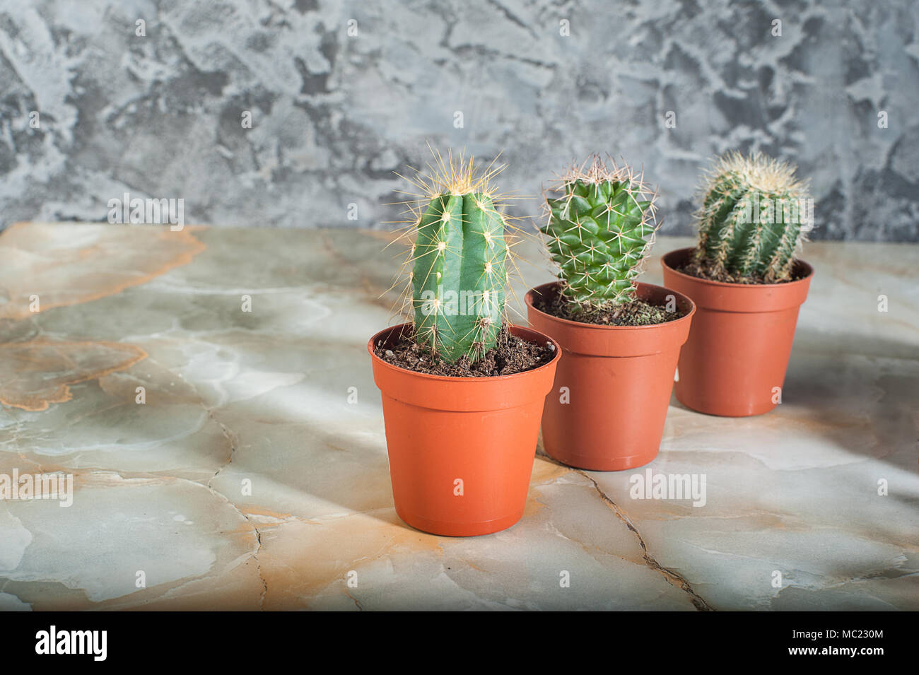 Cacti su un Sfondo marmo Foto Stock