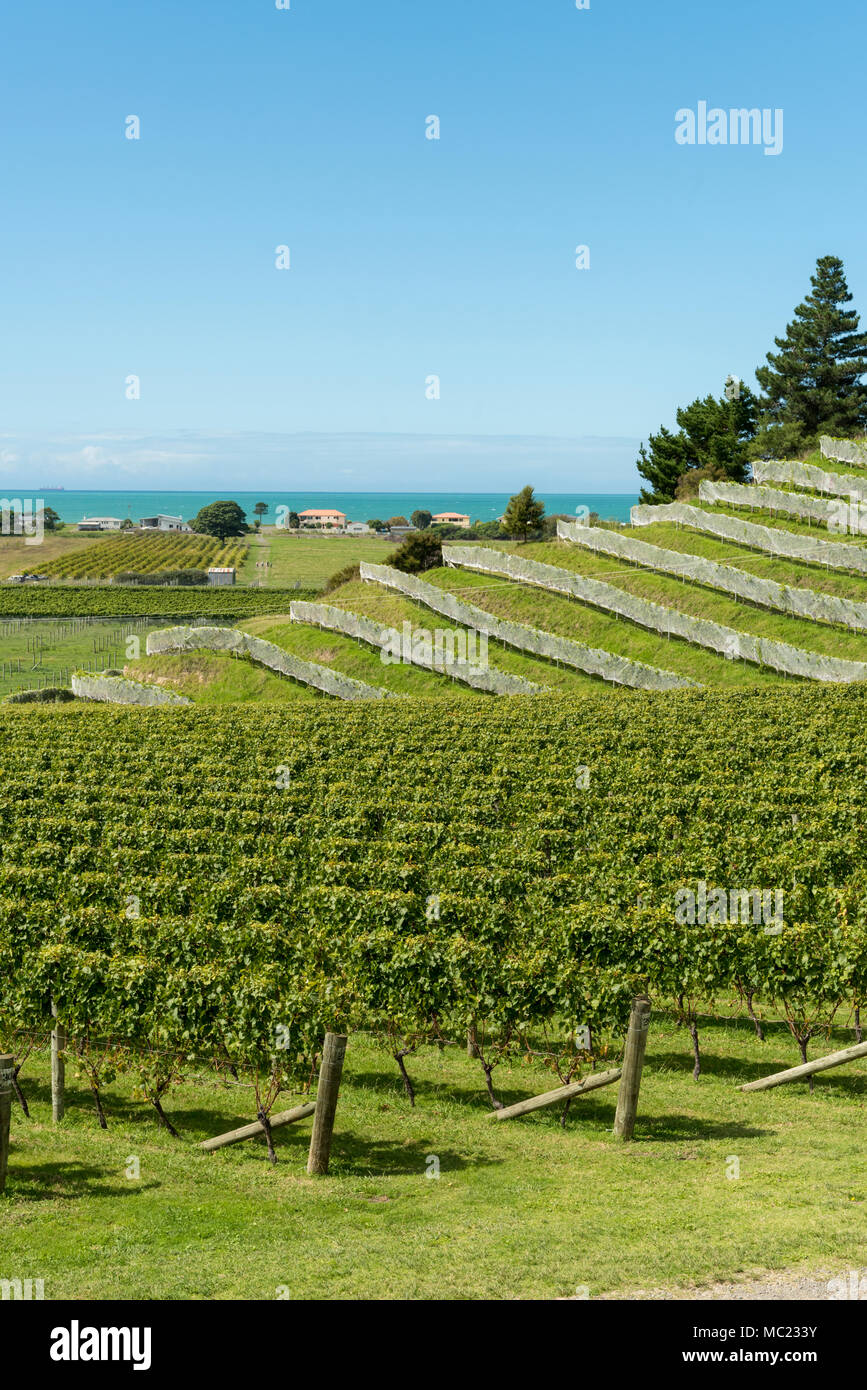 Vigneti terrazzati a Esk Valley vineyard, Hawkes Bay, Nuova Zelanda, nuovo mondo per la produzione di vino Foto Stock