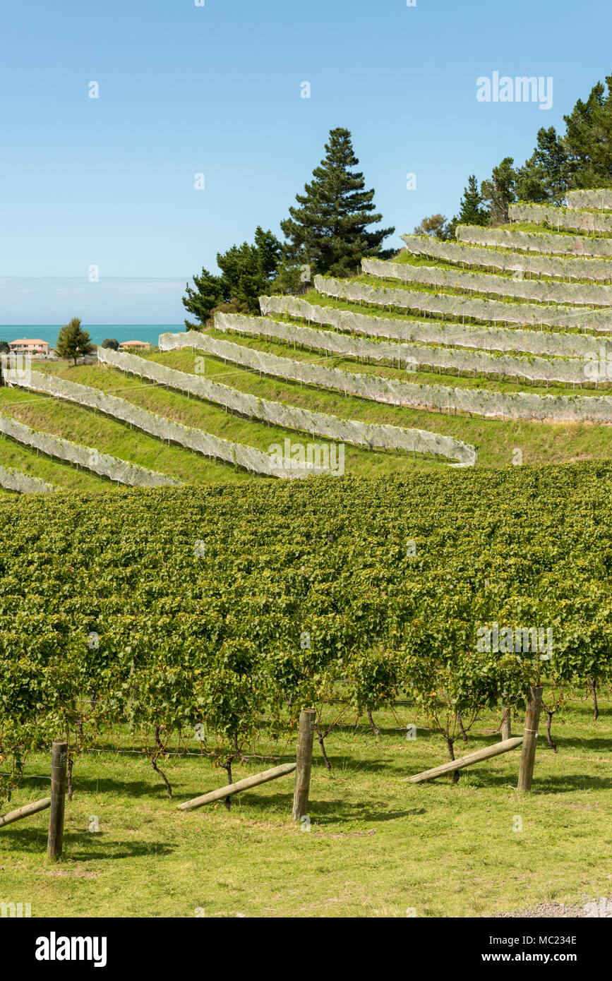 Vigneti terrazzati a Esk Valley vineyard, Hawkes Bay, Nuova Zelanda, nuovo mondo per la produzione di vino Foto Stock