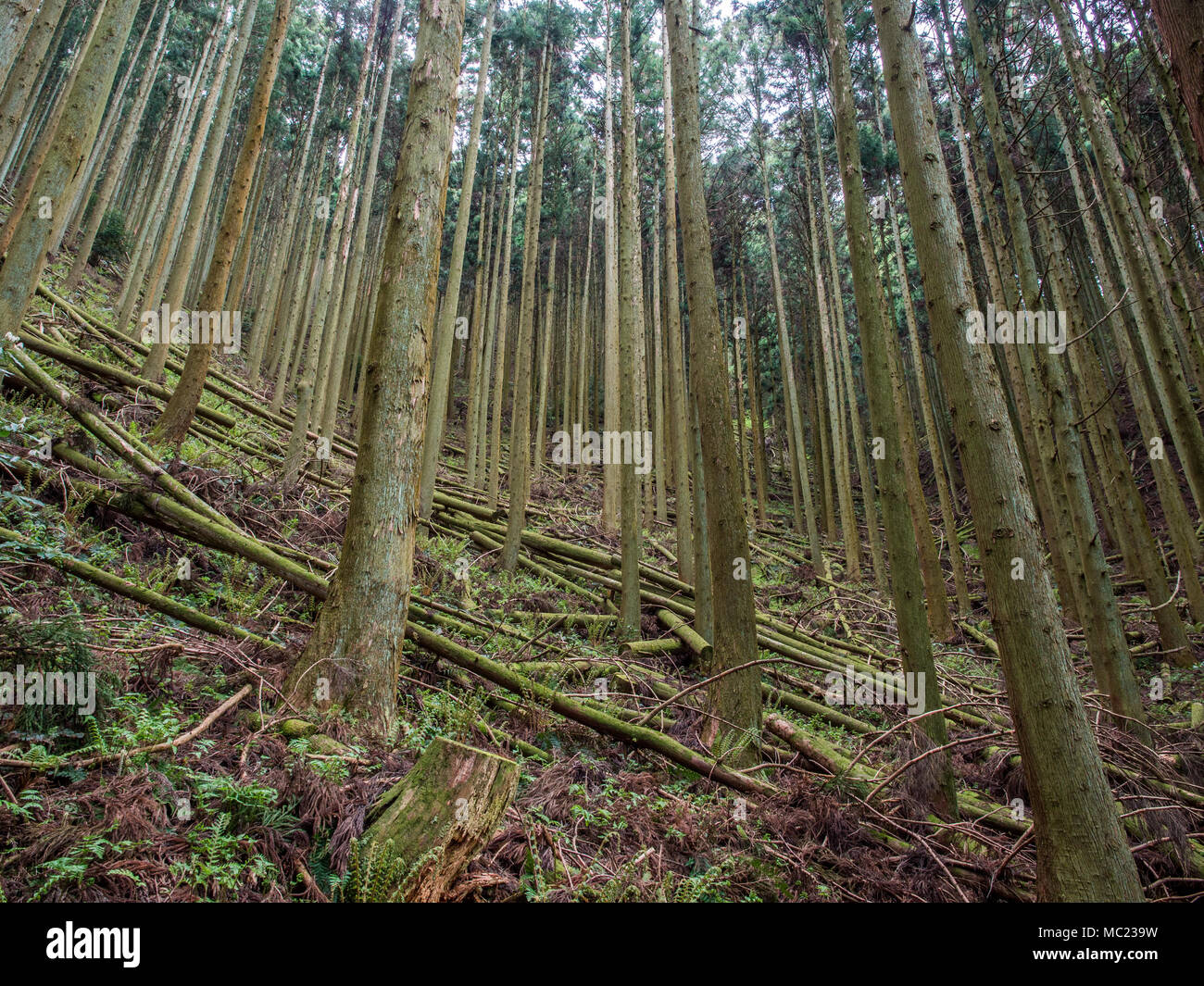 Cryptomeria japonica forest assottigliato per la produzione di legname, Kunisaki, Oita, Kyushu, Giappone Foto Stock