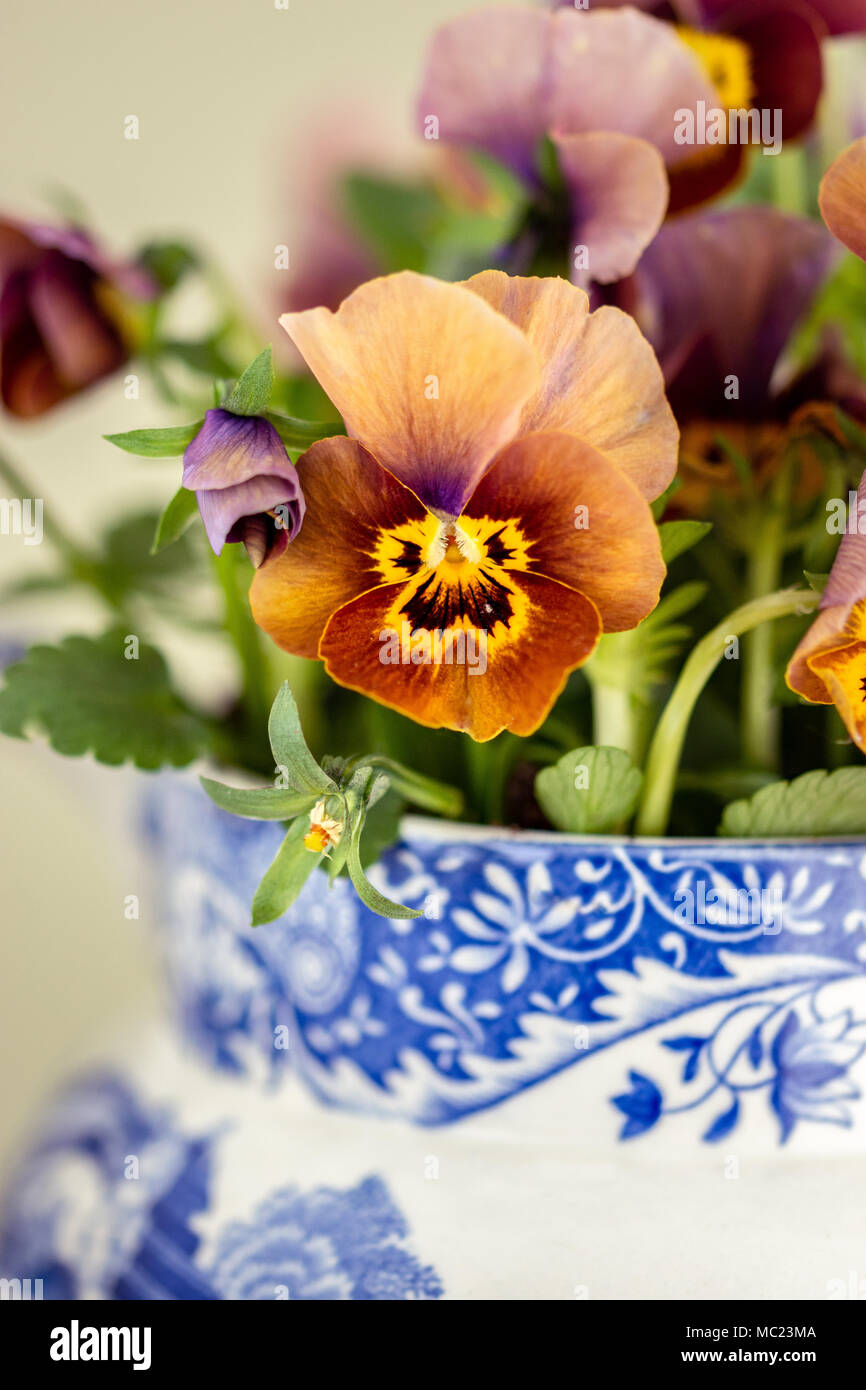 Arancione - viola viole in azzurro e bianco Spode bricco per il latte Foto Stock