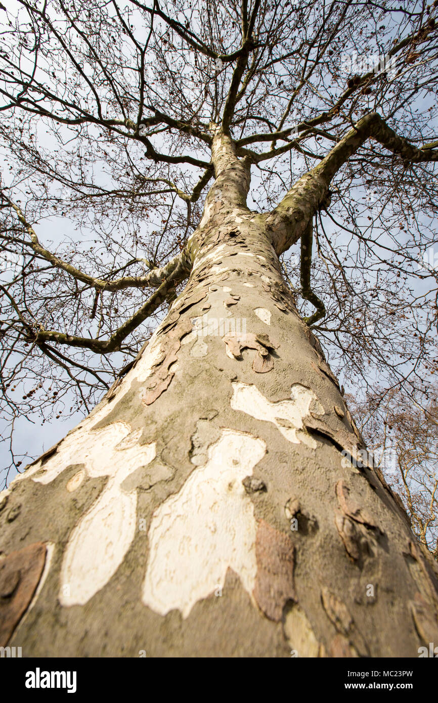 A Londra albero piano nel Tamigi a Londra, Regno Unito. Foto Stock