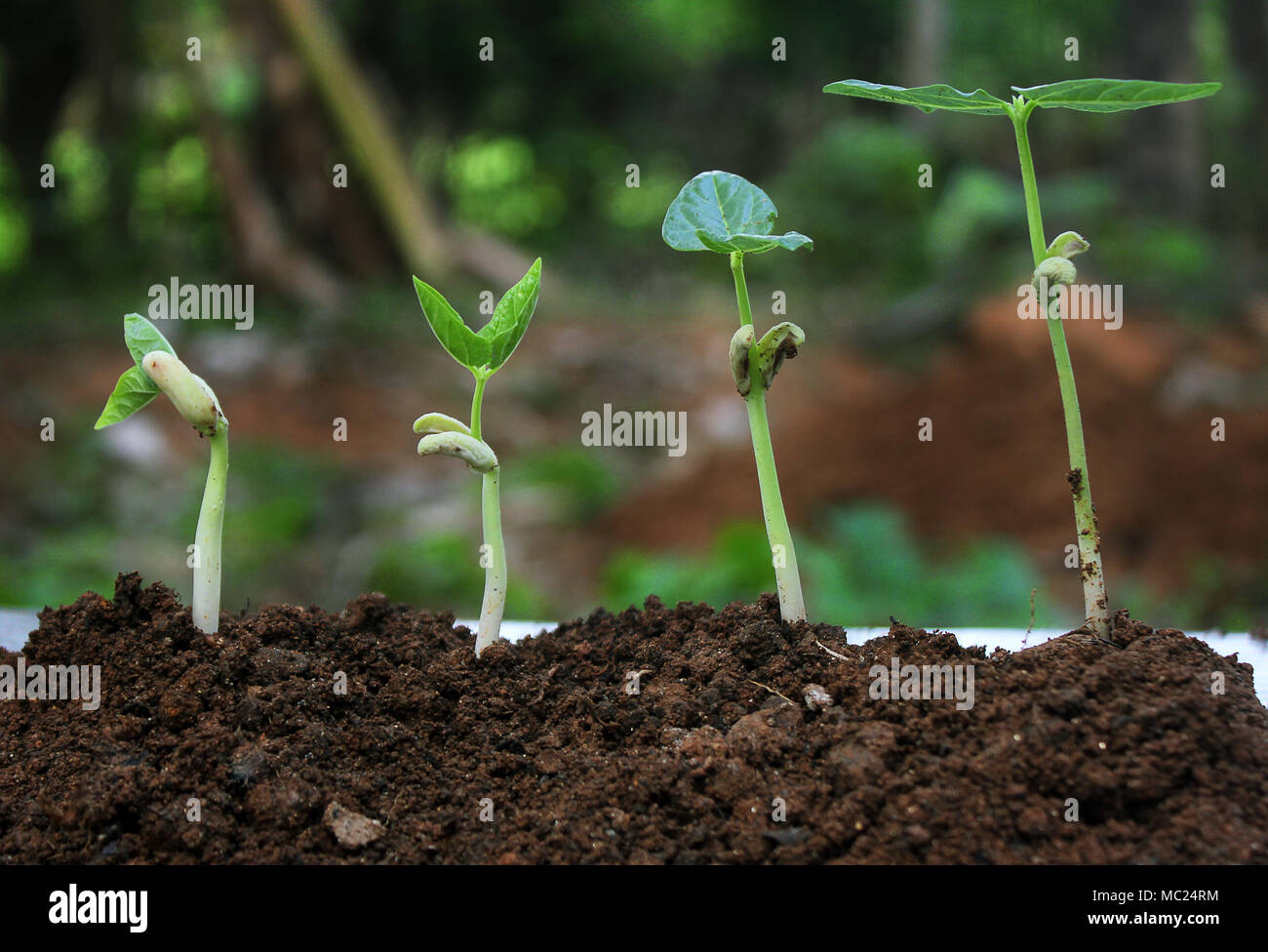 Impianto la germinazione e la crescita - piantina,la crescita di  pianta-fasi di coltivazione di piante Foto stock - Alamy