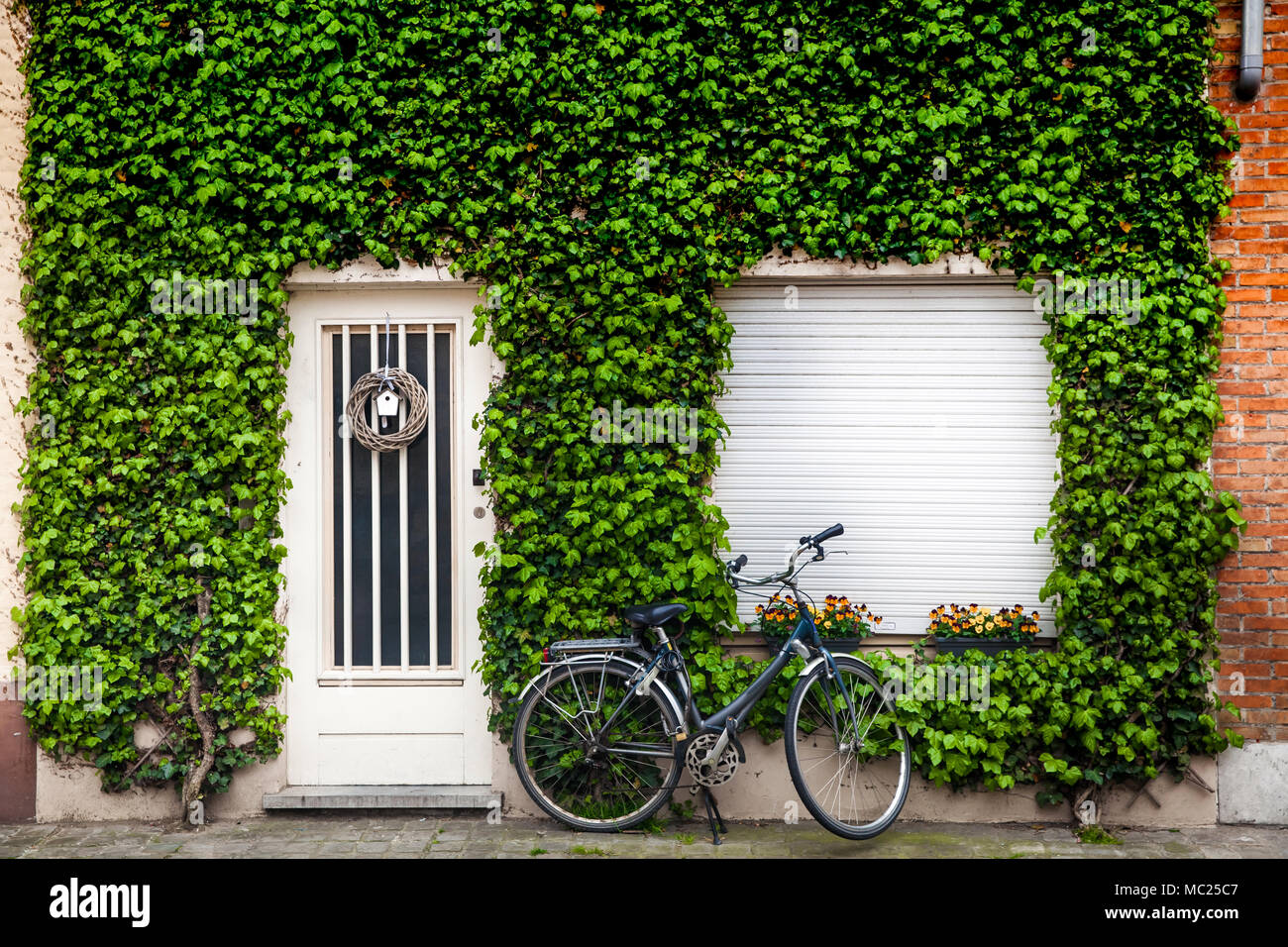 Pianta verde edificio parete di sfondo Foto Stock