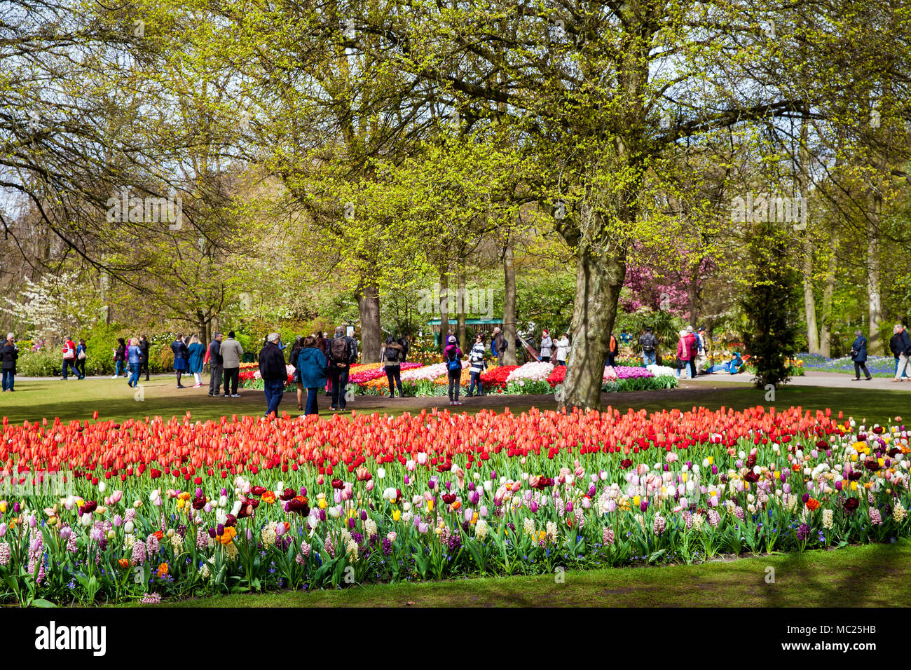 I visitatori in primavera sbocciano i fiori del parco Keukenhof in area di Amsterdam, Paesi Bassi. Foto Stock