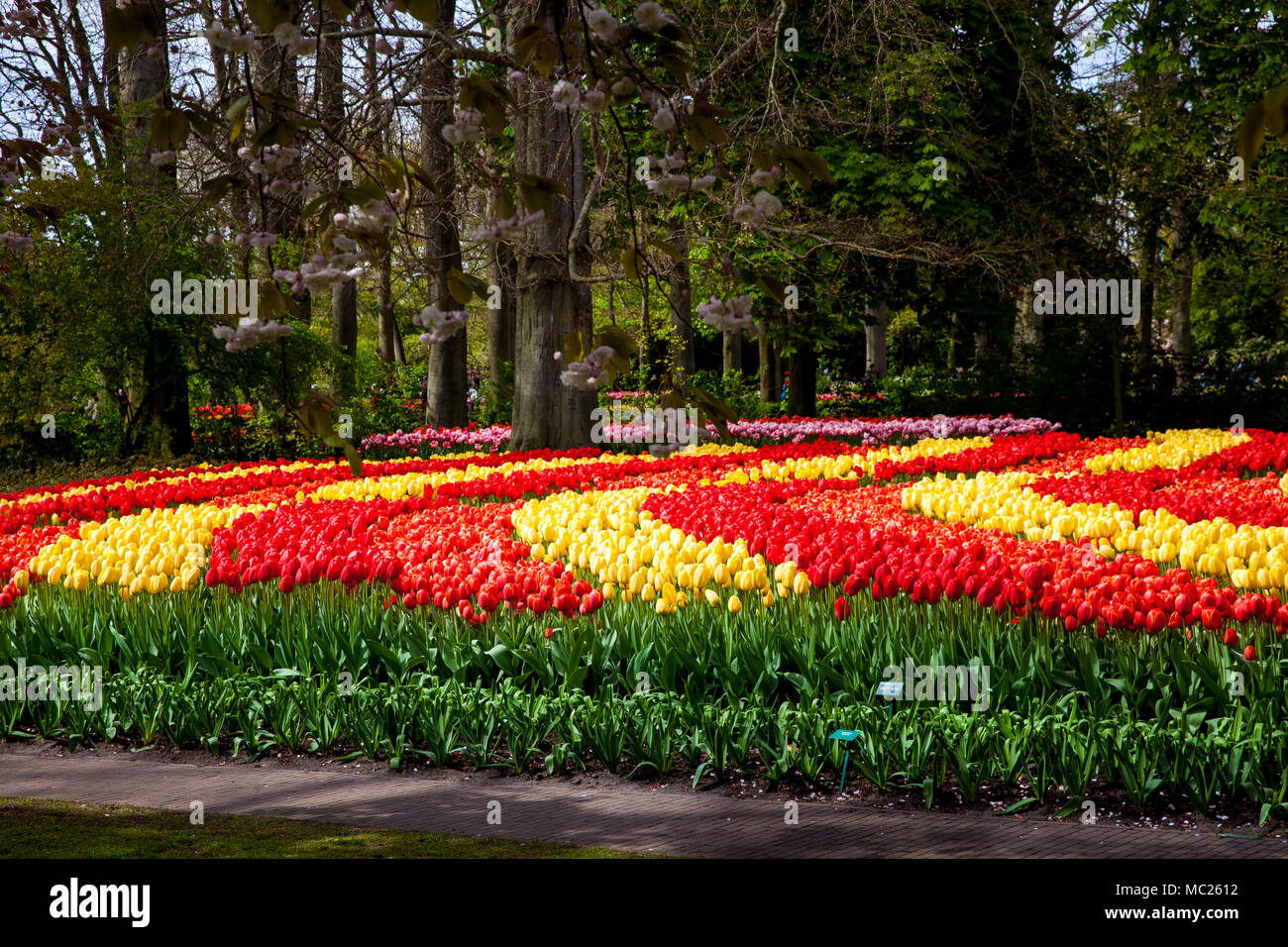 Tulipani colorati nel parco Keukenhof in area di Amsterdam, Paesi Bassi Foto Stock