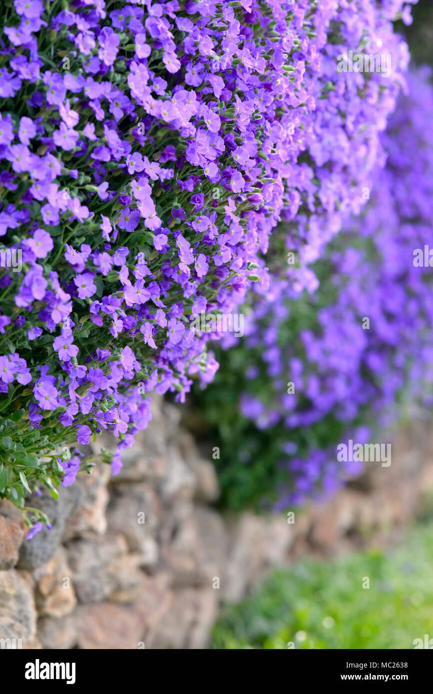 Chiudere su fiori bluebells recuperando un basso muro in un giardino Foto Stock