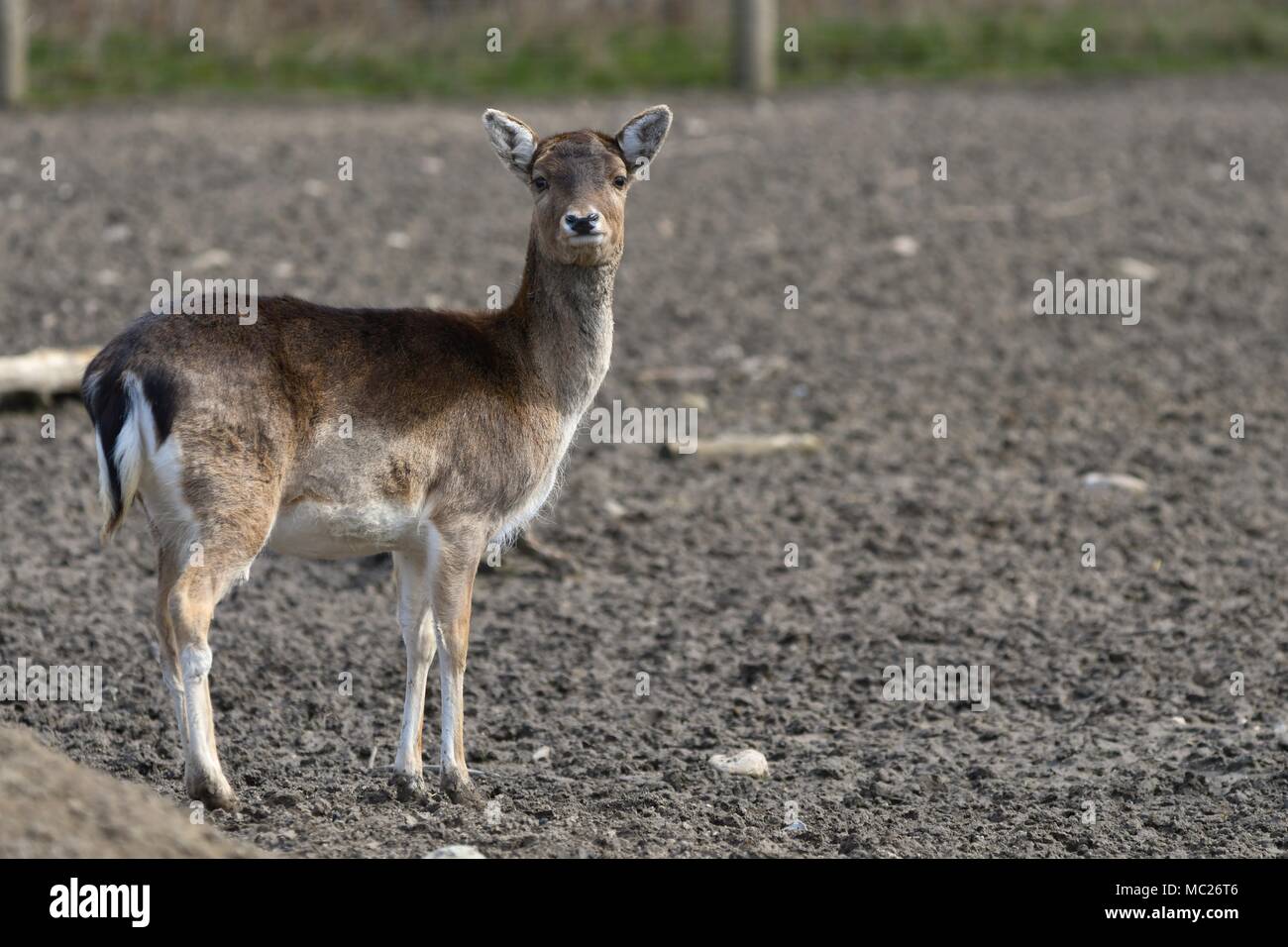 Il daino (Dama Dama) è un mammifero ruminante appartenente alla famiglia Cervidae. Questa specie è originaria di Europa Foto Stock