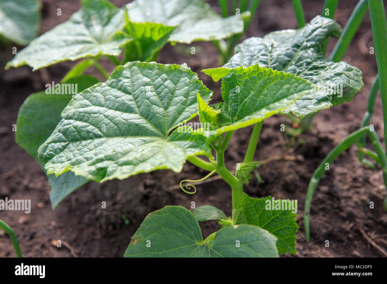 Orto. Giovani piante vegetali cipolla, cetriolo, aneto in giardino in primavera, inizio estate. In stile country. Foto Stock