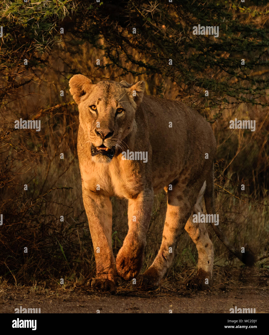 Leone a piedi e guardando in macchina fotografica, Nairobi National Park, Kenya Foto Stock