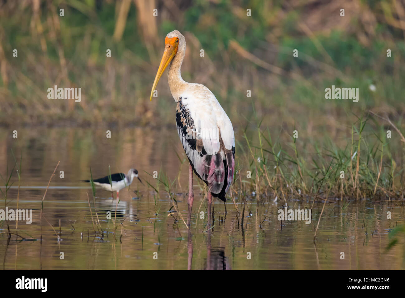 Dipinto di Stork (Mycteria leucocephala) Foto Stock