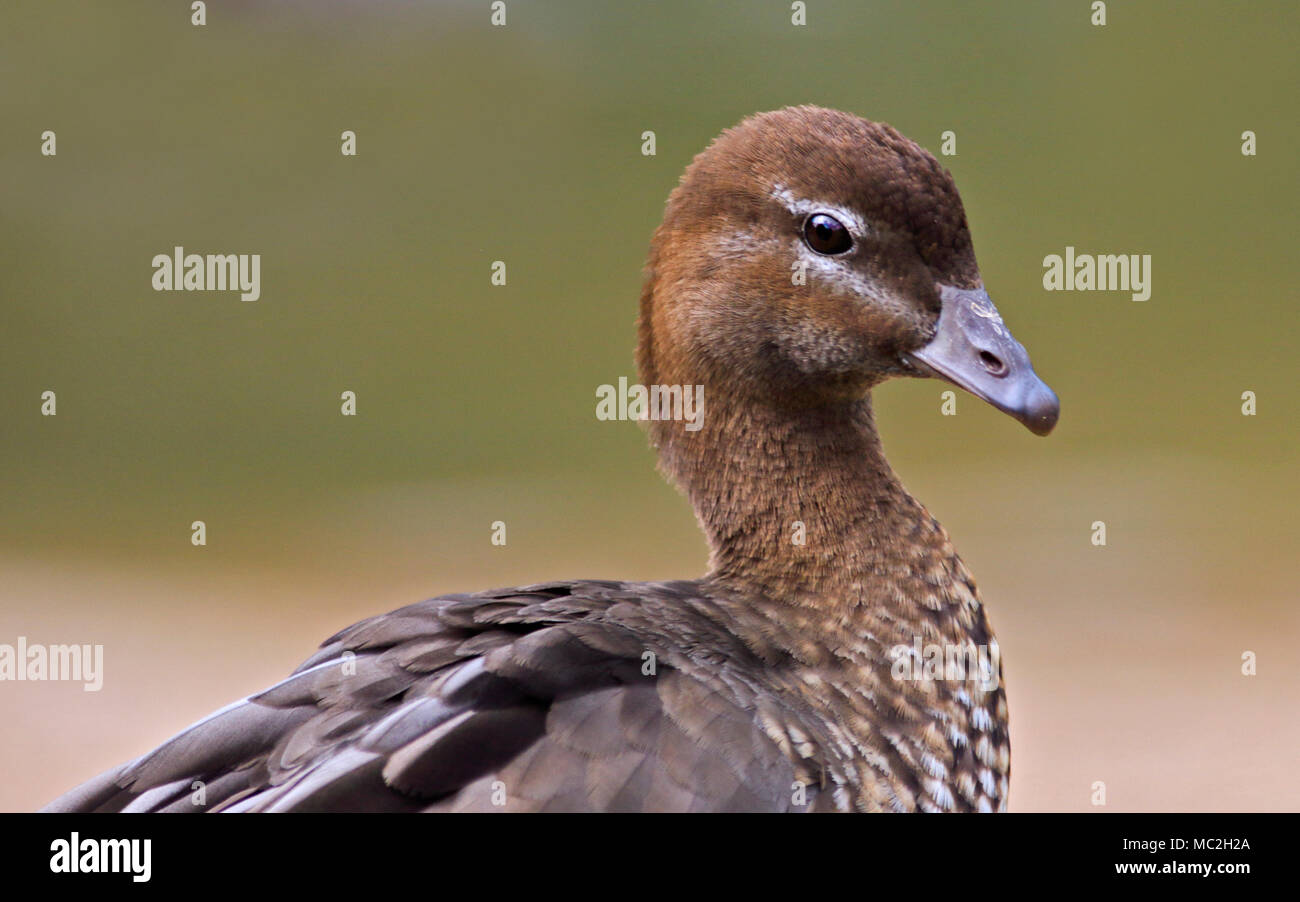 Legno Australiano di anatra (chenonetta jubata) femmina, REGNO UNITO Foto Stock