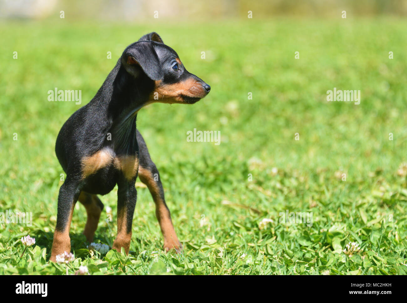 Praga Ratter cucciolo Foto Stock